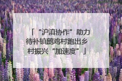“沪滇协作”助力待补镇鹧鸡村跑出乡村振兴“加速度”