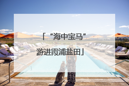 “海中宝马”游进霞浦盐田