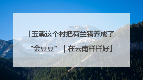 玉溪这个村把荷兰猪养成了“金豆豆”｜在云南样样好