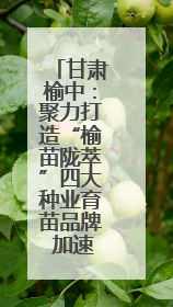 甘肃榆中：聚力打造“榆苗陇萃”四大种业育苗品牌 加速农业强县转型步伐