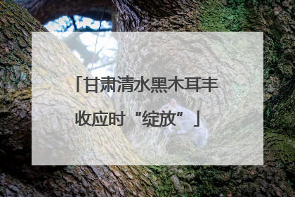 甘肃清水黑木耳丰收应时“绽放”