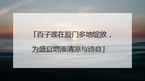 百子莲在厦门多地绽放，为盛夏增添清凉与诗意