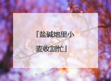 盐碱地里小麦收割忙