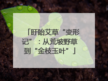 盱眙艾草“变形记”：从荒坡野草到“金枝玉叶”