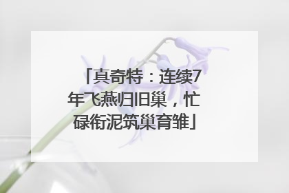 真奇特：连续7年飞燕归旧巢，忙碌衔泥筑巢育雏