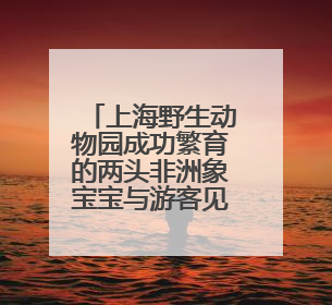 上海野生动物园成功繁育的两头非洲象宝宝与游客见面