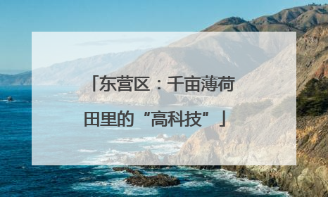 东营区：千亩薄荷田里的“高科技”