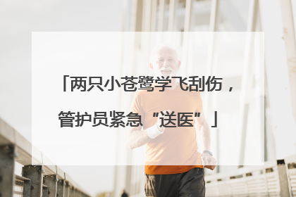 两只小苍鹭学飞刮伤，管护员紧急“送医”