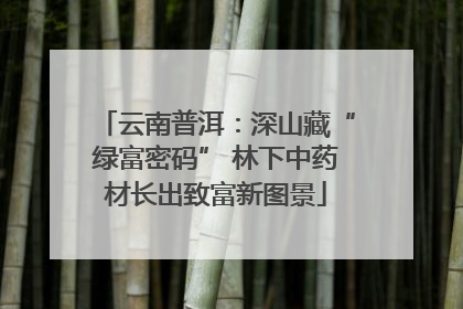 云南普洱：深山藏“绿富密码” 林下中药材长出致富新图景