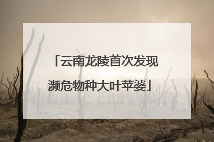 云南龙陵首次发现濒危物种大叶苹婆