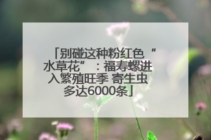 别碰这种粉红色“水草花”：福寿螺进入繁殖旺季 寄生虫多达6000条