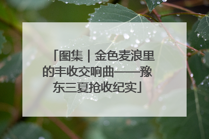 图集｜金色麦浪里的丰收交响曲——豫东三夏抢收纪实
