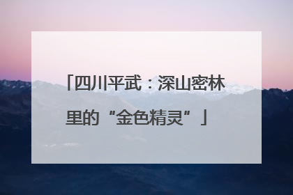 四川平武：深山密林里的“金色精灵”