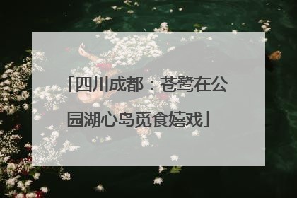 四川成都：苍鹭在公园湖心岛觅食嬉戏