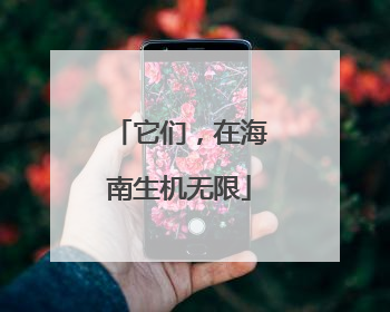 它们，在海南生机无限