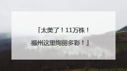 太美了！11万株！福州这里绚丽多彩！