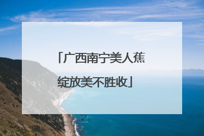 广西南宁美人蕉绽放美不胜收