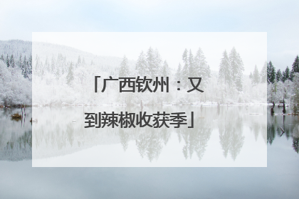 广西钦州：又到辣椒收获季