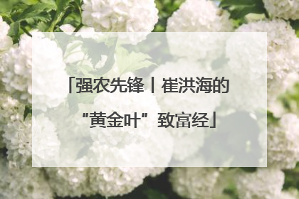 强农先锋丨崔洪海的“黄金叶”致富经