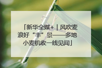 新华全媒+｜风吹麦浪好“丰”景——多地小麦机收一线见闻