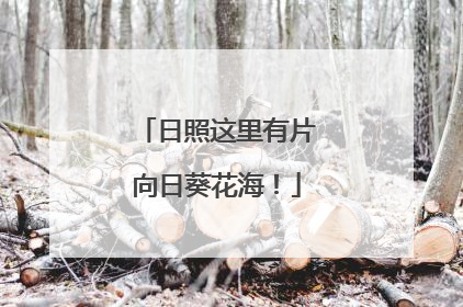 日照这里有片向日葵花海！