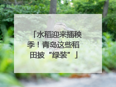 水稻迎来插秧季！青岛这些稻田披“绿装”