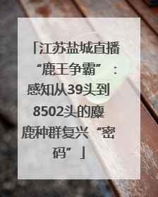 江苏盐城直播“鹿王争霸”：感知从39头到8502头的麋鹿种群复兴“密码”