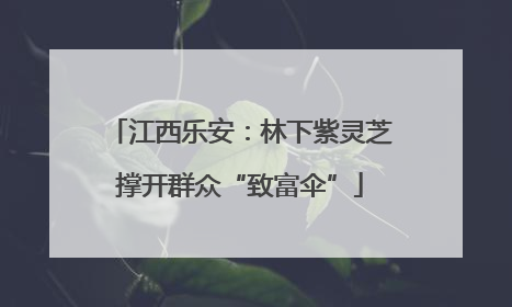 江西乐安：林下紫灵芝撑开群众“致富伞”