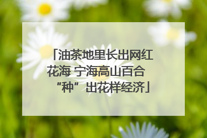 油茶地里长出网红花海 宁海高山百合“种”出花样经济