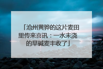 沧州黄骅的这片麦田里传来喜讯：一水未浇的旱碱麦丰收了