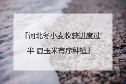 河北冬小麦收获进度过半 夏玉米有序种植
