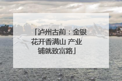 泸州古蔺：金银花开香满山 产业铺就致富路