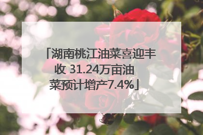 湖南桃江油菜喜迎丰收 31.24万亩油菜预计增产7.4%