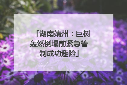 湖南靖州：巨树轰然倒塌前紧急管制成功避险