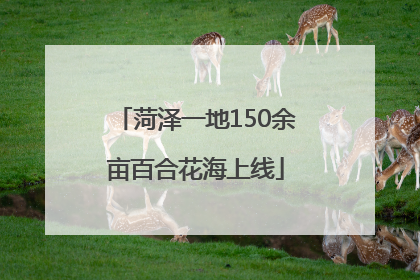 菏泽一地150余亩百合花海上线