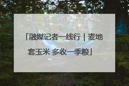 融媒记者一线行｜麦地套玉米 多收一季粮