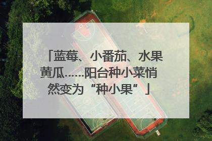 蓝莓、小番茄、水果黄瓜……阳台种小菜悄然变为“种小果”