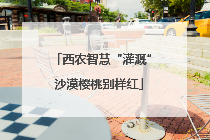 西农智慧“灌溉” 沙漠樱桃别样红
