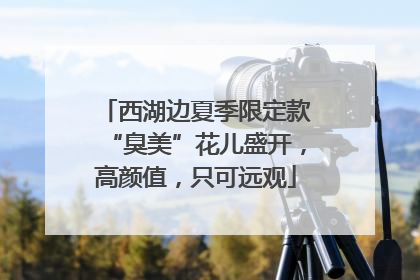 西湖边夏季限定款“臭美”花儿盛开，高颜值，只可远观