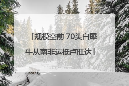 规模空前 70头白犀牛从南非运抵卢旺达