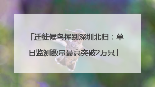 迁徙候鸟挥别深圳北归：单日监测数量最高突破2万只