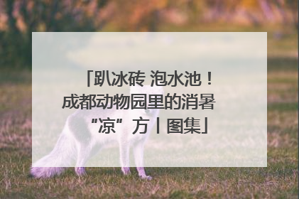 趴冰砖 泡水池！成都动物园里的消暑“凉”方丨图集