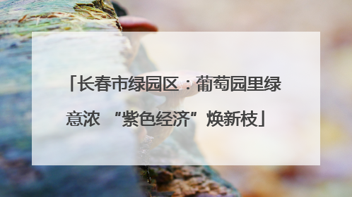 长春市绿园区：葡萄园里绿意浓 “紫色经济”焕新枝