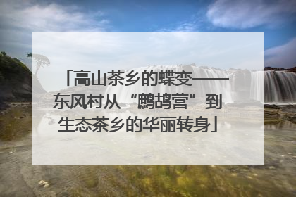 高山茶乡的蝶变——东风村从“鹧鸪营”到生态茶乡的华丽转身