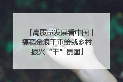 高质量发展看中国丨福稻金浪千重绘就乡村振兴“丰”景图