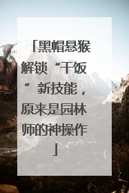 黑帽悬猴解锁“干饭”新技能，原来是园林师的神操作